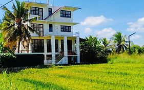 Freedom Of Green Rice View